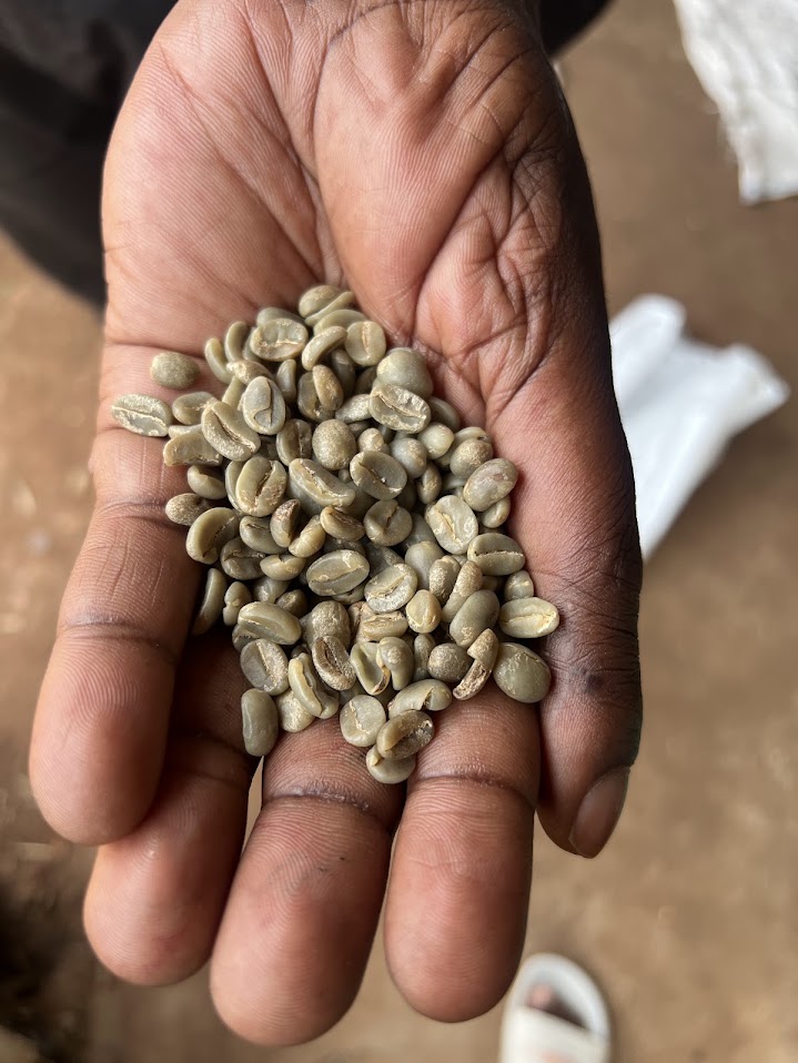 A handful of Ugandan green coffee beans, unroasted